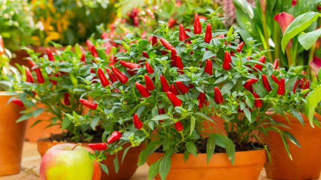 Nunca mais faltou pimenta na minha casa depois que eu passei a cultivar no meu jardim