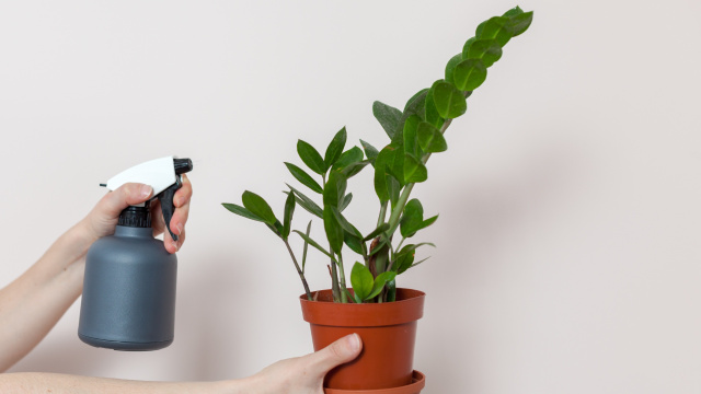 5 dicas para ter uma zamioculca saudável e bonita (poucas pessoas sabem da última)