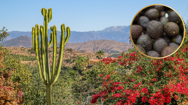 A pequena cidade da Califórnia que se tornou a capital mundial do abacate
