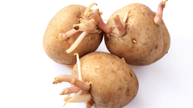 Batata que está brotando pode ser consumida ou apresenta perigo para a sua saúde? TudoGostoso revela a verdade