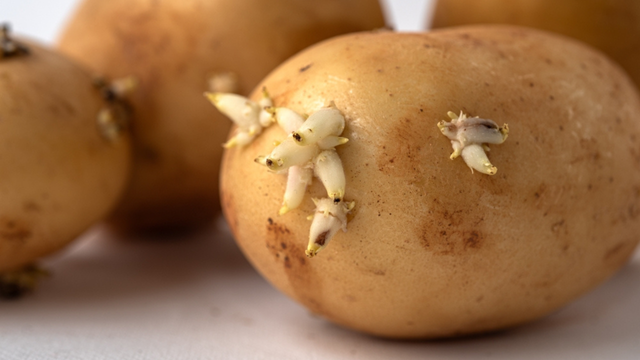 Se você tem dúvidas sobre comer batatas com brotos, um doutor em química esclarece se elas são realmente perigosas ou não