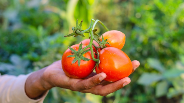 Nunca mais vai faltar tomate na sua salada: aprenda a como plantar esse alimento em casa!