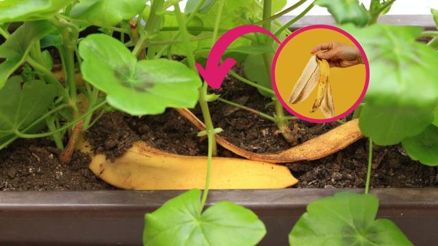 A casca de banana é uma fonte infinita de benefícios para a sua horta caseira!