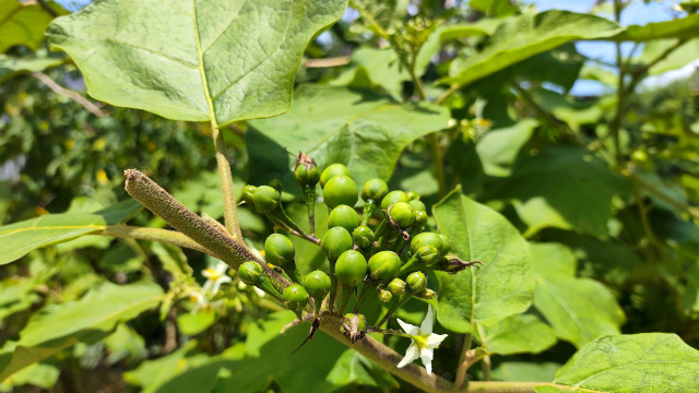 Minha avó sempre teve essa planta no quintal, mas só descobri agora que ela pode prevenir problemas do fígado e ajuda na digestão