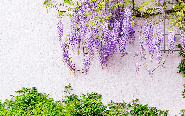 Chega de muro feio, com essas plantas, a frente da sua casa vai ficar mais linda do que nunca!