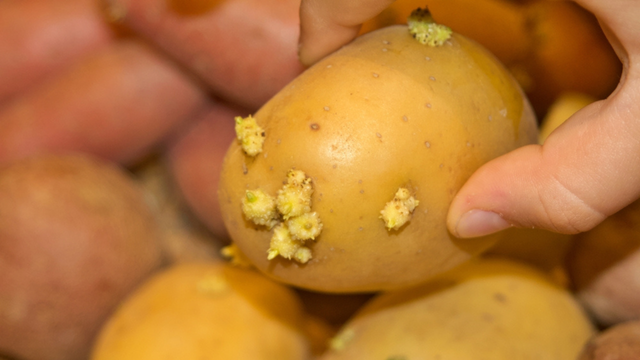 É possível comer batatas com brotos ou elas devem ser descartadas? Um especialista explica