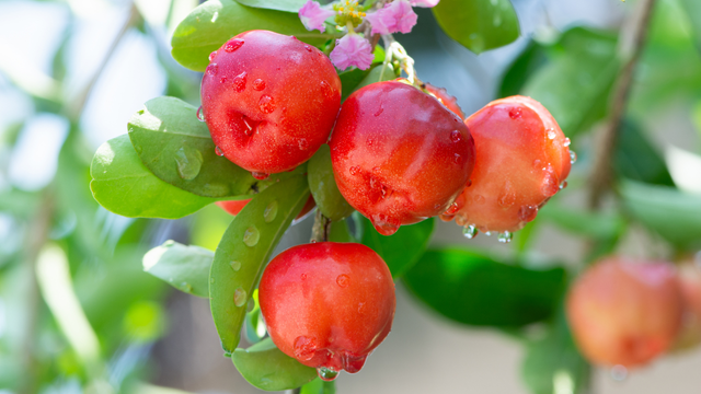 Fruta conhecida como "ouro natural" é uma das mais fáceis de plantar: veja as dicas do TudoGostoso para ter seu quintal recheado delas