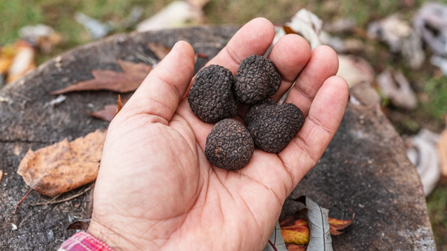 Dois amigos, um erro e um sucesso: como eles conseguiram cultivar trufas na cordilheira da Patagônia