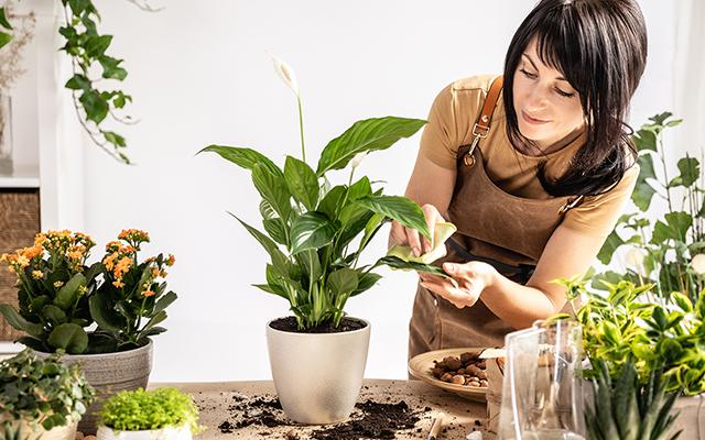 Decoração com plantas para iniciantes: essas são as melhores espécies para ter dentro de casa ou apartamento
