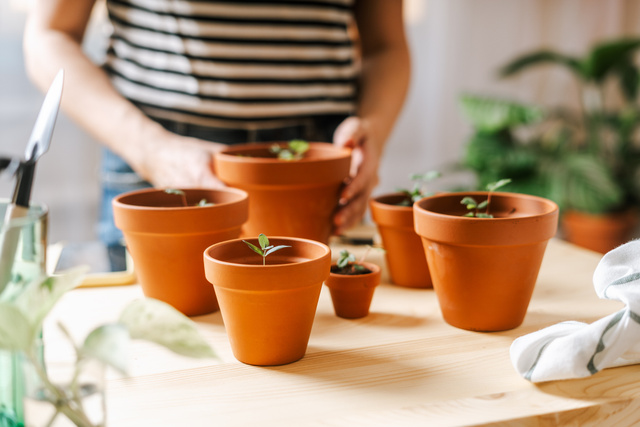 Limpar corretamente os vasos terracota mantém suas plantas protegidas de pragas e mofo; veja as dicas de especialistas em limpeza e jardinagem