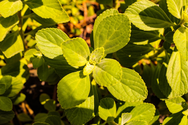 Não é tudo igual! Qual boldo plantar em casa para sempre ter o chá que ajuda com a indigestão?