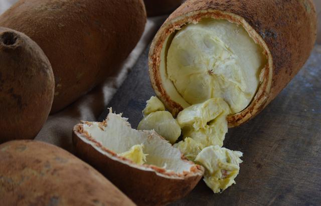 Cupuaçu é uma “joia da energia”: conheça os benefícios da fruta exótica que te enche de disposição