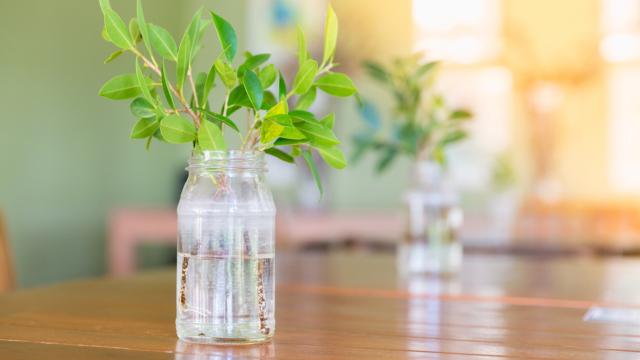 Nem adubo, nem terra: essas são as melhores ervas para cultivar na água