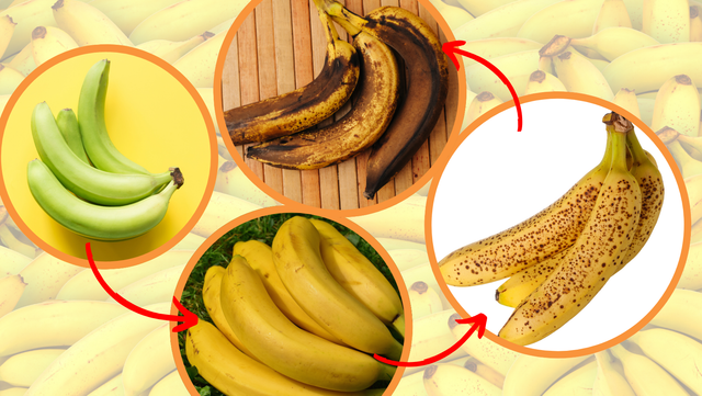 A hora certa de comer a banana: verde, amarela, manchada ou marrom, descubra o que muda nos benefícios de acordo com o amadurecimento da fruta