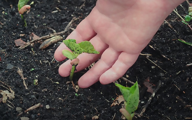 Lucia Borges, paisagista: "Se você vai plantar uma muda, não deixe a planta bamba"