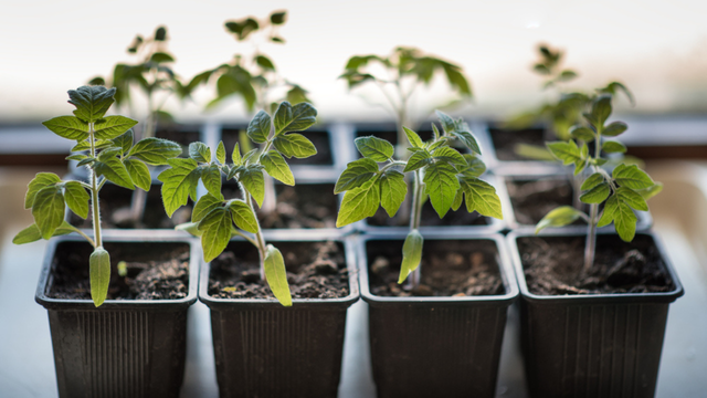 A planta que pode crescer até em um potinho de iogurte e dá frutos o ano inteiro