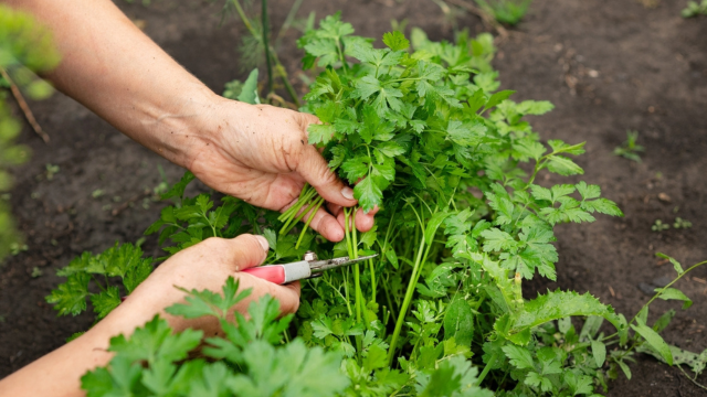 Poucas pessoas sabem, mas a salsinha é uma das ervas culinárias mais fáceis de serem plantadas em casa