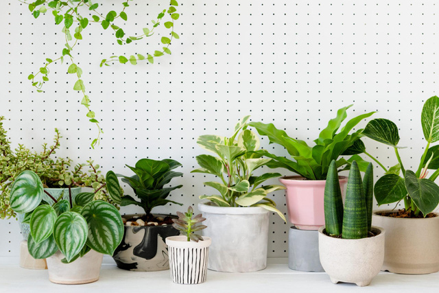 Aqui estão as 4 plantas que nunca devem ser colocadas dentro de casa e os motivos