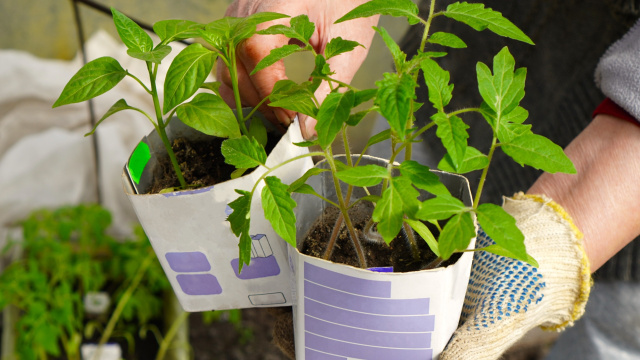 O vegetal que cresce até em caixas de leite e é perfeito para plantar no fim do inverno: você poderá colher em apenas 90 dias