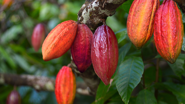 Como cultivar cacau em casa e produzir seu próprio chocolate: mesmo se você mora na cidade e tem pouco espaço