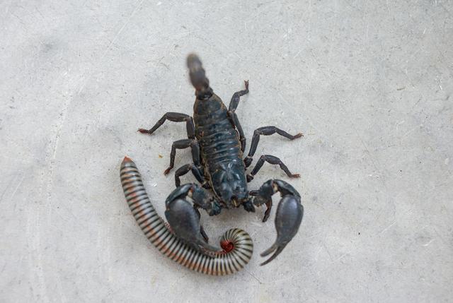 Diga adeus aos escorpiões e lacraias: aprenda como criar uma barreira de plantas contra essas pestes!