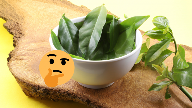 Ora-pro-nóbis: planta é mesmo uma proteína? Descubra poderes desse macronutriente