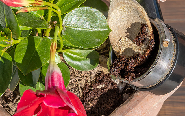 Murilo Soares, engenheiro florestal: "É muito errado colocar a borra do café diretamente nos vasos"