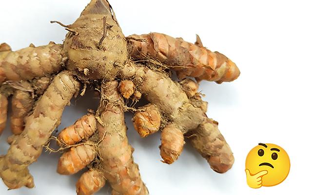 Gengibre murcho ou brotando nunca mais: essa é a melhor forma de armazenar e ele fica fresquinho por até 6 meses