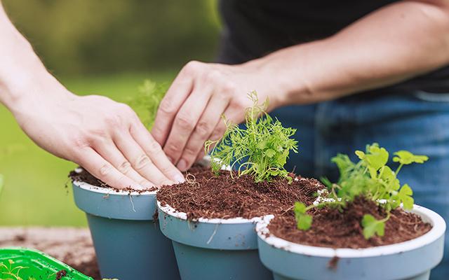 Agora só como coentro direto do vaso: aprendi a plantar com um especialista e é realmente muito fácil, aprenda o passo a passo do plantio e tempo de colheita