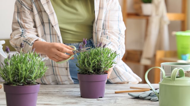 Durante o verão, essa planta manterá sua casa sem mosquitos e formigas, e é muito fácil de manter