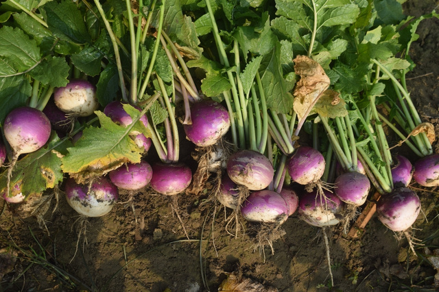 Pouco conhecido, esse vegetal é muito mais nutritivo que o espinafre e acelga e merece um lugar de destaque no seu cardápio
