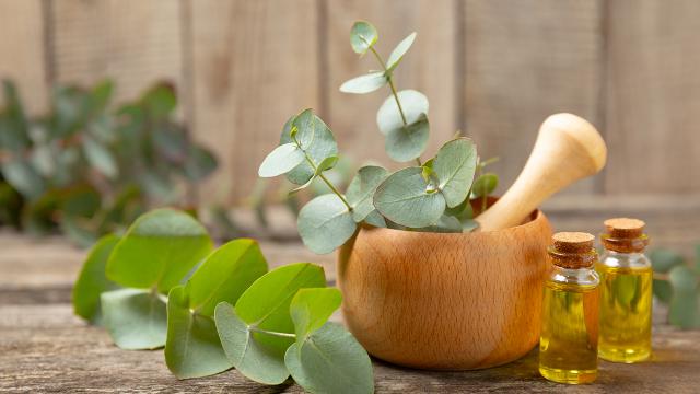 Melhor do que um inseticida: planta cheirosa mantém os mosquitos beeeem longe
