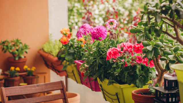 8 pequenas plantas floridas para casas com espaço limitado