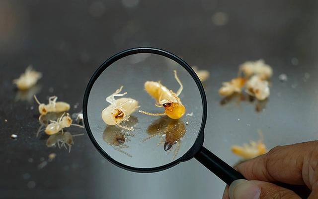 Com quantos anos você descobriu que é por isso que dá cupim na sua casa?