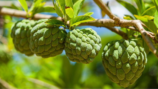 A queridinha dos quintais pequenos: fruta cremosa, nutritiva e fácil de manter