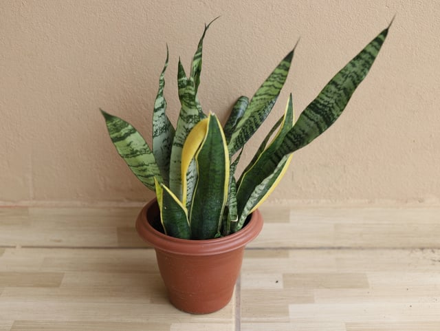 É possível cultivar plantas até nos cantos escuros da casa desde que sejam essas 3 espécies
