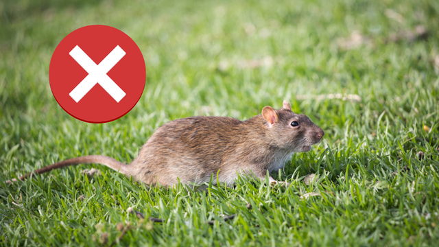 Diga adeus aos ratos: use essas plantas para proteger sua casa contra essas pragas