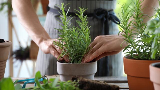 É assim que eu sempre tenho alecrim fresco em casa: o truque simples que faz a planta crescer muito