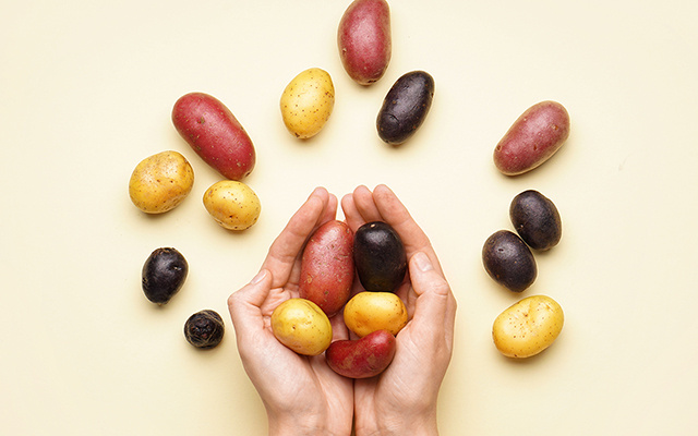 Muita gente não sabe, mas batata-doce e batatas normais não parentes próximas, e a ciência explica o porquê