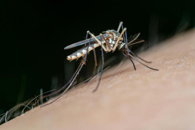 Adeus mosquitos: aprenda o truque do papel higiênico