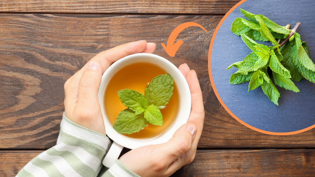 Chá de hortelã: os benefícios e malefícios dessa poderosa bebida, como fazer a infusão e quanto consumir por dia