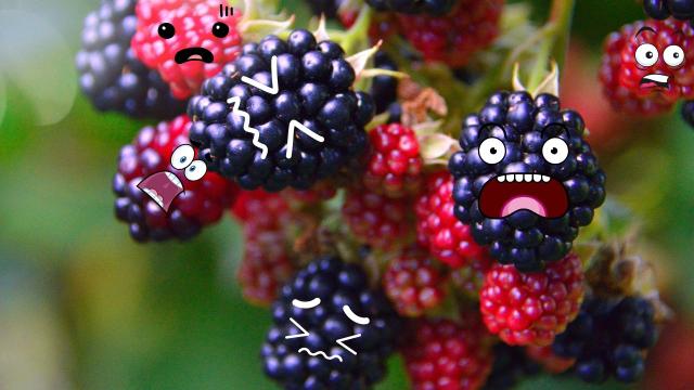 Como assim "amora toma susto"? É isso que acontece com a fruta antes de chegar na sua casa para ela ficar suculenta e gostosa