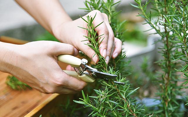 Plantar alecrim nunca foi tão fácil desde que aprendi o segredo para a erva brilhar na minha horta
