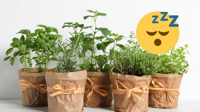 Adeus insônia: durma em menos de 30 minutos com essa erva aromática sedativa