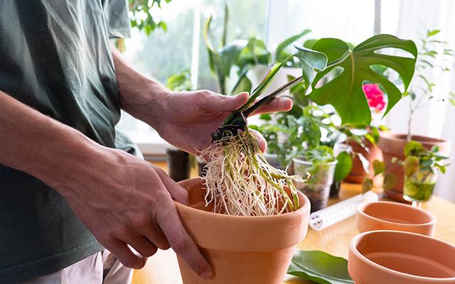Aprendi com um jardineiro como ter costela-de-adão bem cuidada dentro de apartamento com passos simples
