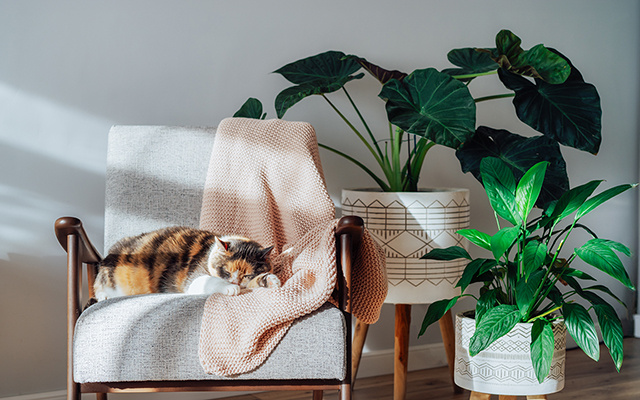 Quer ter plantas, mas não bate sol na sua casa? Veja essas 5 espécies perfeitas para ambientes escuros