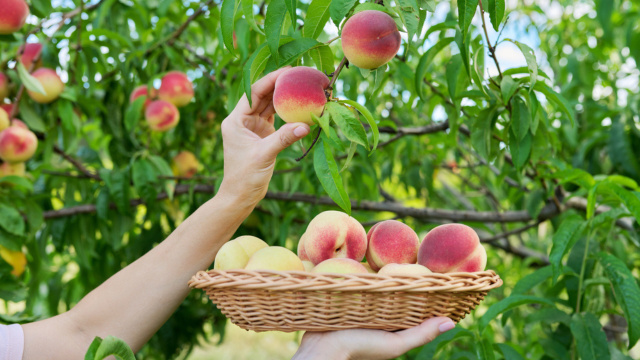 Com atenção aos detalhes, qualquer pessoa pode transformar um simples caroço de pêssego em uma árvore frutífera: aqui está o passo a passo para plantar um pessegueiro em casa