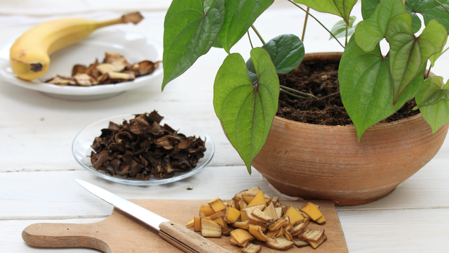 A casca de banana tem mais nutrientes do que você pensa e fica uma delícia nas receitas: descubra agora como usá-la