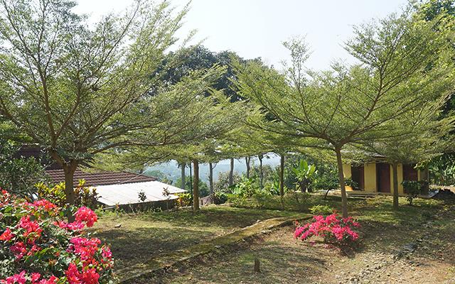 Quer sombra em pouco tempo no seu jardim? Essa árvore cresce MUITO rápido forma uma copa linda