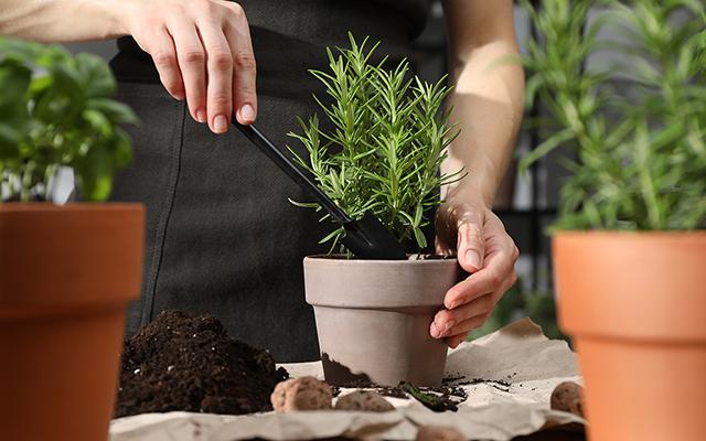 Sua casa vai ficar muito mais cheirosa depois que você plantar essa erva (é muito fácil de manter)